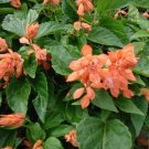 50 Salvia Sizzler Salmon Flower Seeds Fresh Garden