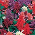 50 Salvia Sizzler Mix Flower Seeds Fresh Garden