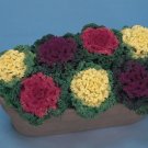 Ornamental Kale Nagoya Mix 50 Flowering Kale Seeds Fresh Garden