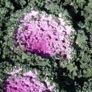 Ornamental Kale Nagoya Rose 50 Flowering Kale Seeds Fresh Garden