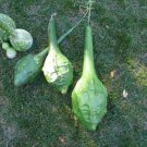 Gourd 50 Caveman's Gourd Cavemans Club Seeds Fresh Garden
