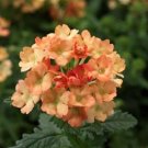 Verbena Obsession Apricot 50 Verbena Seeds Fresh Garden