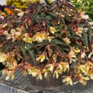 Begonia Bossa Nova Yellow Trailing Begonia 15 Pelleted Seeds Fresh Garden