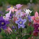 Columbine Aquilegia 100 Dwarf European Columbine Seeds Fresh Garden