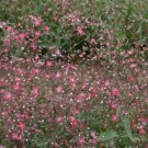 Baby's Breath Red 200 Baby Breath Flower Seeds Fresh Garden