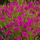 Viscaria Viscaria Oculata Rose 500 Seeds Fresh Garden