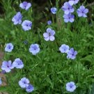 Viscaria Viscaria Oculata Blue 500 Seeds Fresh Garden Viscaria Viscaria Oculata Blue 500 Seeds Fresh Garden