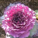 Flowering Cabbage Pigeon 50 Victoria Pink flowering kale Seeds Fresh Garden