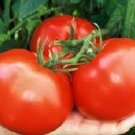 100 Tomato Thessaloniki Tomato Seeds Fresh Garden