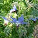 200 Borage Herb Seeds Fresh Garden