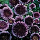 100 Aster Pompon Blue Moon FLOWER Seeds Fresh Garden 100 Aster Pompon Blue Moon FLOWER Seeds Fresh Garden
