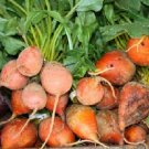500 GOLDEN DETROIT BEET Seeds Fresh Garden