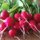 2000 Radish Cherry Belle 23 days vegetable Seeds Fresh Garden