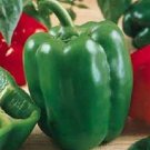 200 CALIFORNIA WONDER SWEET PEPPER 72 days Seeds Fresh Garden