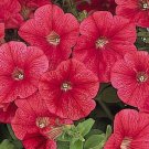 Petunia Candypops Strawberry Vein 50 Pelleted Seeds Fresh Garden