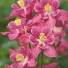 Columbine Aquilegia Winky Single Rose Rose 25 Seeds Fresh Garden