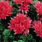 Sedum Summer Glory Succulent 100 Seeds Fresh Garden