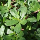 Purslane Great For Salad Green Purslane 500 Seeds Fresh Garden