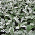 Dusty Miller Silver Dust 50 Senecio cineraria Seeds Fresh Garden