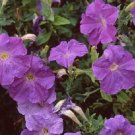 50 Petunia Primetime Light Blue Pelleted Seeds Fresh Garden 50 Petunia Primetime Light Blue Pelleted Seeds Fresh Garden