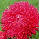 50 Peony Aster Duchess Scarlet Aster FLOWER Paeony Seeds Fresh Garden