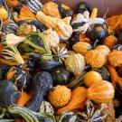 3 Gourd Large Small Mix 25 gourd Seeds Fresh Garden