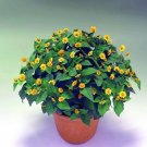 Melampodium Higro Yellow Butter Daisy Type 50 Seeds Fresh Garden