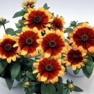 Rudbeckia Rudbeckia Logro Two Tone 50 Flower Seeds Fresh Garden