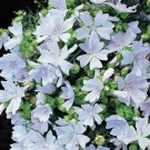 Hollyhock Malva Moschata White 50 Seeds Fresh Garden