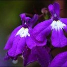 Lobelia 50 Multi Pelleted Regatta Sapphire Trailing Lobelia Seeds Fresh Garden