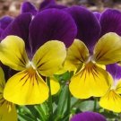 Johnny Jump Up Viola 500 Seeds Fresh Garden