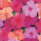 50 Impatiens Super Elfin XP Paradise Mix Flower Impatiens Seeds Fresh Garden 50 Impatiens Super Elfin XP Paradise Mix Flower Impatiens Seeds Fresh Garden