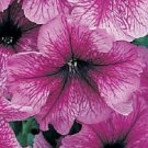 50 Petunia Daddy Sugar Pelleted Petunia Seeds Fresh Garden