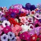 Petunia 100 Pelleted Mystery Mix Seeds Fresh Garden Petunia 100 Pelleted Mystery Mix Seeds Fresh Garden