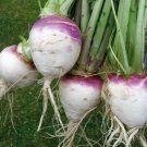 3000 Turnip White Globe Purple Top Seeds Fresh Garden