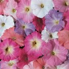 50 Pelleted Petunia Celebrity Mix Morn Seeds Fresh Garden