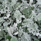 Dusty Miller Snow Storm 200 Seeds Fresh Garden