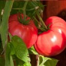 50 Tomato Brandywine Red Seeds Fresh Garden