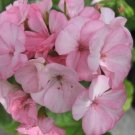 15 Geranium Zonal Black Velvet Appleblossom Geranium Seeds Fresh Garden