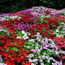 50 Impatiens Accent Premium Mix Flower Seeds Fresh Garden