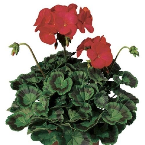 Geranium Zonal Ringo 2000 Deep Red 15 Geranium Seeds Fresh Garden