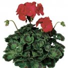 Geranium Zonal Ringo 2000 Deep Red 15 Geranium Seeds Fresh Garden