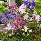 100 Aquilegia Biedemeier Columbine Seeds Fresh Garden