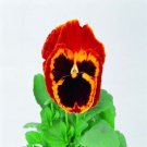 Pansy Swiss Giant Red & Gold 50 Seeds Fresh Garden Pansy Swiss Giant Red & Gold 50 Seeds Fresh Garden