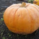 BIN#R9D3 Giant Pumpkin 25 Monster Pumpkin Large Pumpkin Seeds Fresh Garden
