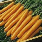 5000 Carrot Tendersweet Tender sweet Carrots Seeds Fresh Garden