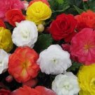 Begonia Nonstop Mix 15 Pelleted Seeds Fresh Garden