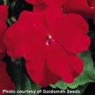 50 Impatiens Accent Premium Red Flower Seeds Fresh Garden 50 Impatiens Accent Premium Red Flower Seeds Fresh Garden