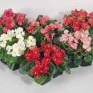 50 Begonia Pelleted Super Olympia Mix FLOWER Seeds Fresh Garden