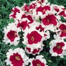 Petunia Frost Fire Petunia 50 Pelleted Seeds Fresh Garden